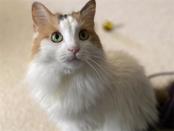 /Images/uploads/Cat Welfare Association/CatWelfare/entries/33905thumb.jpg